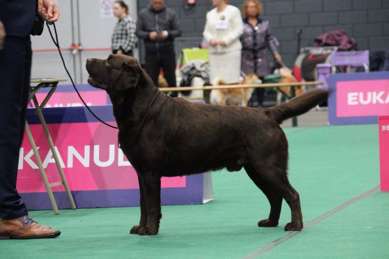 Woefdram's, Labradors, Labrador, Labrador retrivers, Woefdrams