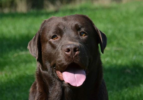 Woefdram's, Labradors, Labrador, Labrador retrivers, Woefdrams