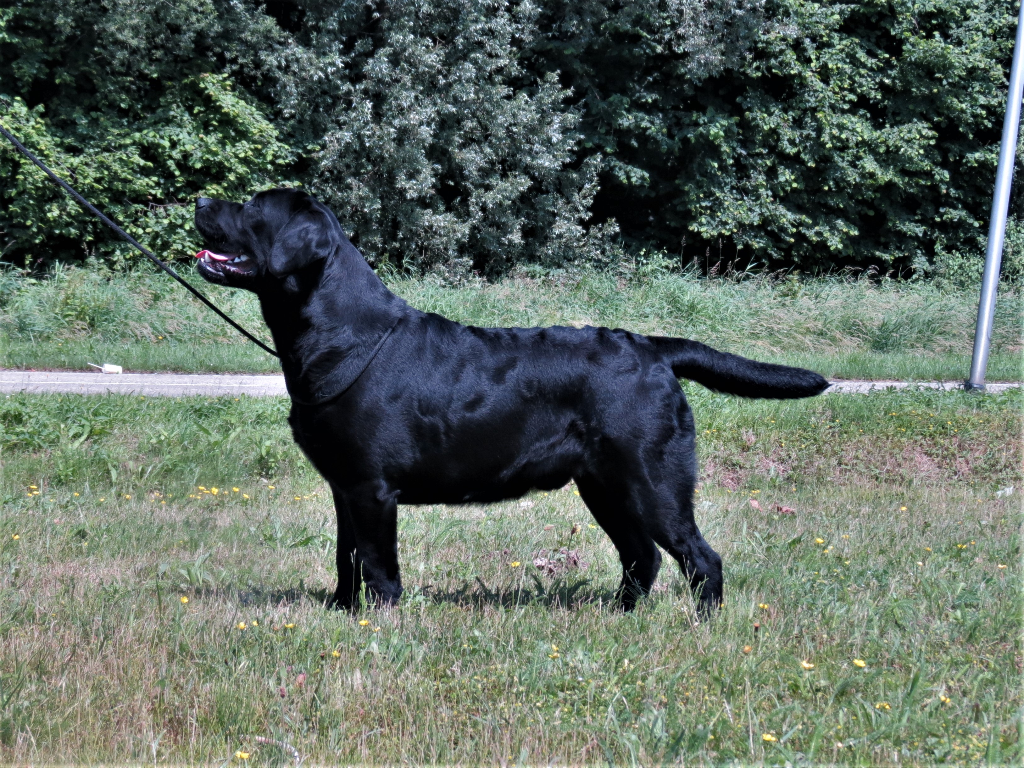 show quality labrador puppy