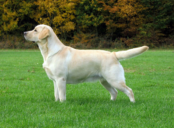 champion labrador